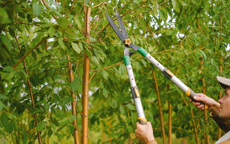 Tree trimming in Arapahoe, WY